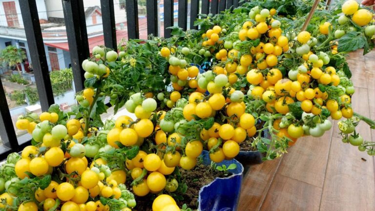 Questo semplice gesto trasforma il tuo balcone in un orto di pomodori succosi…