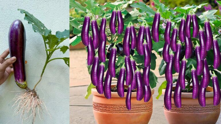 Alcuni giardinieri usano un trucco sorprendente per far crescere melanzane trasformate…