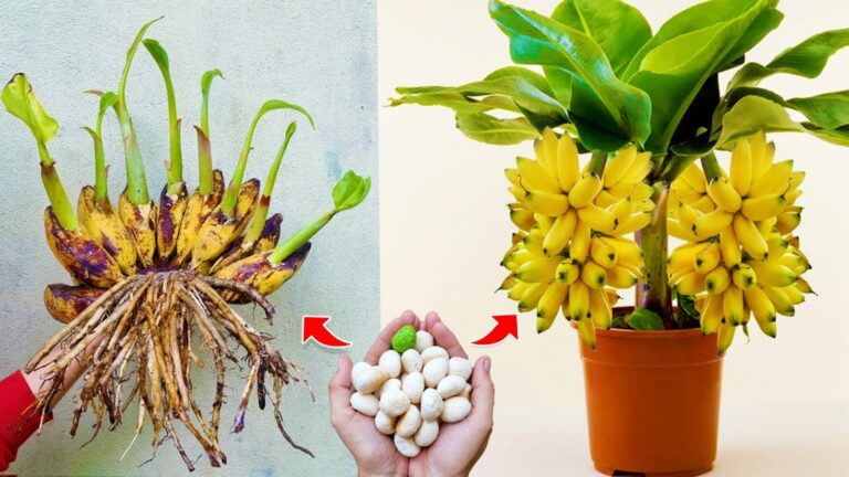 Questo metodo semplice trasforma il tuo banano in una pianta dai frutti giganti…