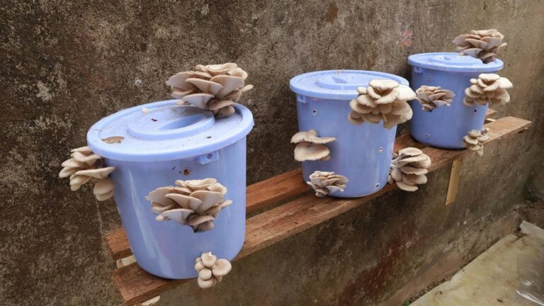 Questo semplice gesto per coltivare funghi ti sorprenderà… scopri come raccoglierli più volte!