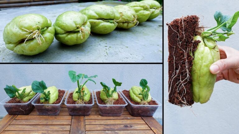 Questo metodo per propagare il chayote dal supermercato ti lascerà senza parole…