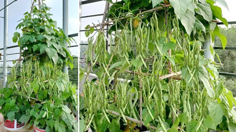 Questo semplice gesto trasforma il tuo balcone in un orto ricco di sapori…