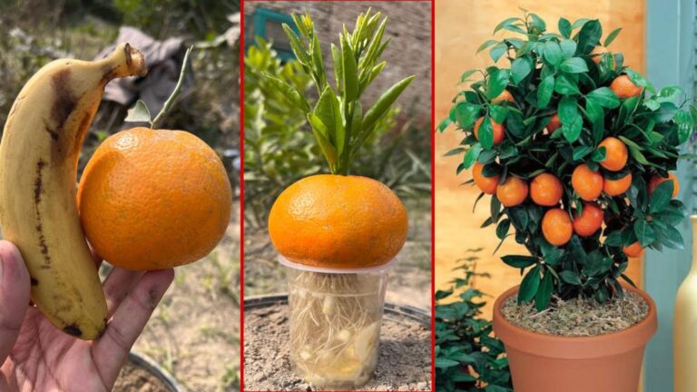 Questo semplice gesto trasforma il tuo giardino in un paradiso di arance…