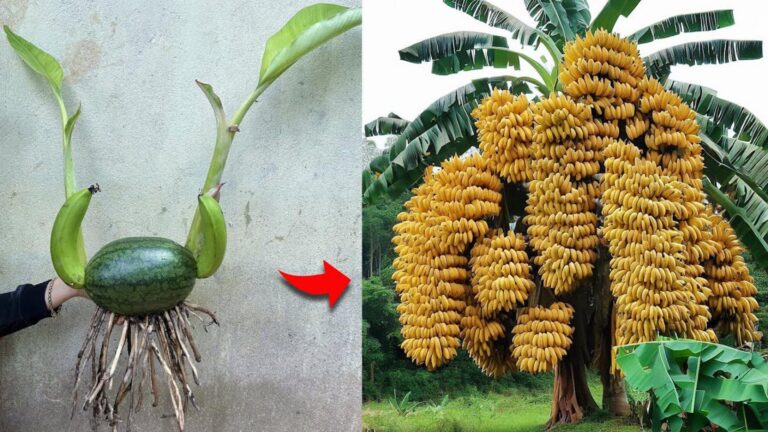 Questo semplice gesto trasforma il tuo albero di banane in un vero paradiso…