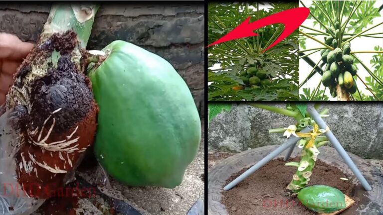 Questo semplice gesto trasforma la tua papaya nana in un albero rigoglioso…