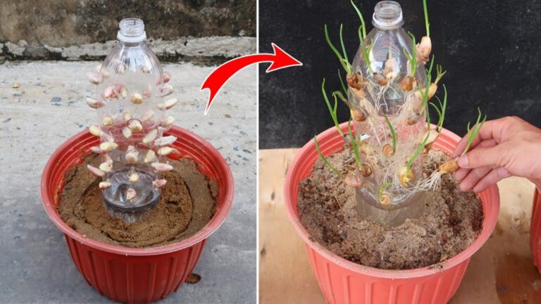 Questo semplice gesto trasforma bottiglie di plastica in un giardino di aglio…