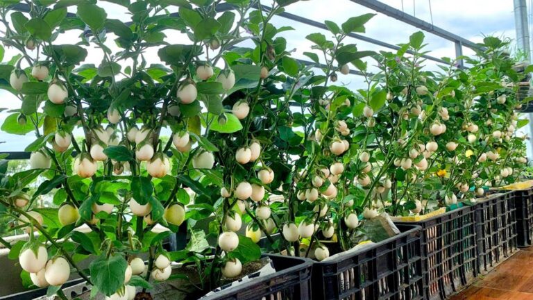Questo semplice gesto trasforma la tua cucina in un orto per melanzane…