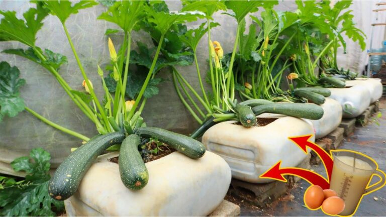 Questo semplice gesto trasforma la tua zucca in un frutto enorme e succulento…