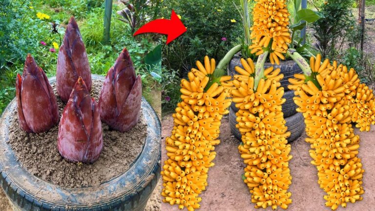 Questo semplice gesto fa crescere le banane più velocemente e produce frutti in abbondanza…