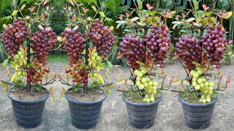Un vecchio trucco per moltiplicare le viti e ottenere più frutti del previsto…