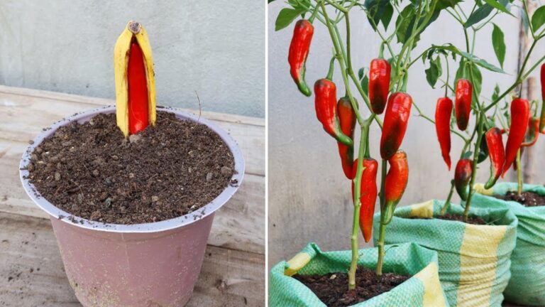 Questo metodo semplice per far germogliare peperoncini in banane ti lascerà senza parole…