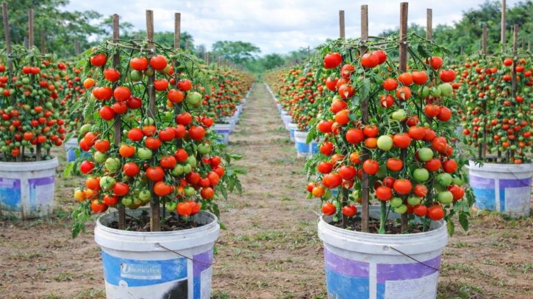 Questo semplice gesto trasformerà il tuo balcone in un’oasi di pomodori freschi…