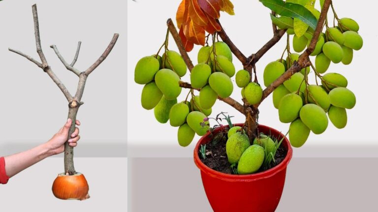 Questo semplice gesto farà crescere i tuoi mango in modo sorprendente e produttivo…
