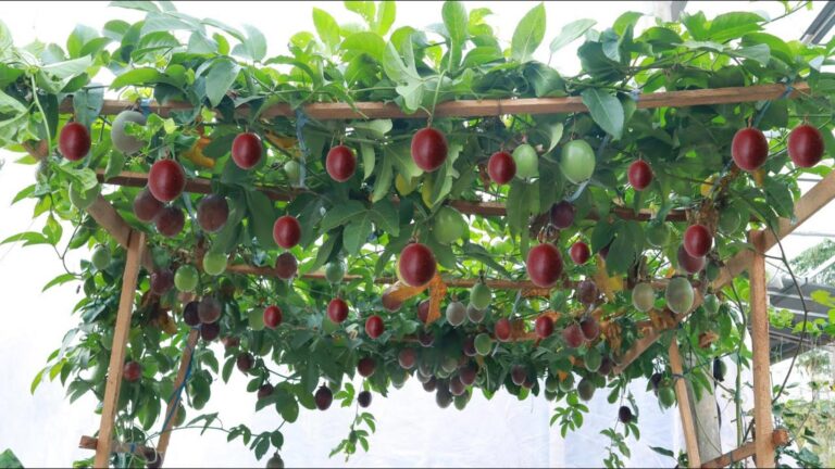 Questo semplice gesto trasforma il tuo giardino in un paradiso di frutti esotici…