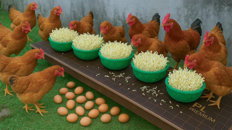 Alcuni giardinieri usano questo metodo per far crescere germogli e nutrire le galline…