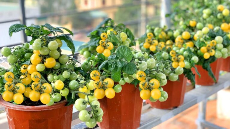 Questo semplice gesto trasforma il tuo orto e porta pomodori abbondanti…