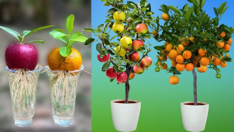Questo semplice gesto trasforma frutta in splendidi alberi di mele e aranci…