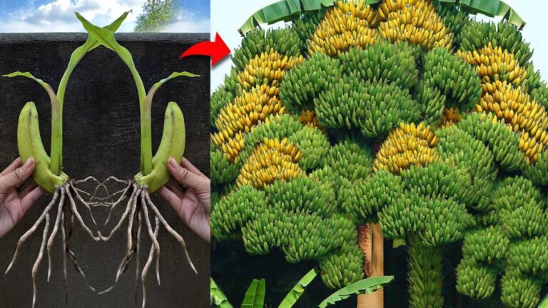 Questo trucco dimenticato trasforma una banana in un albero rigoglioso… scopri come farlo!