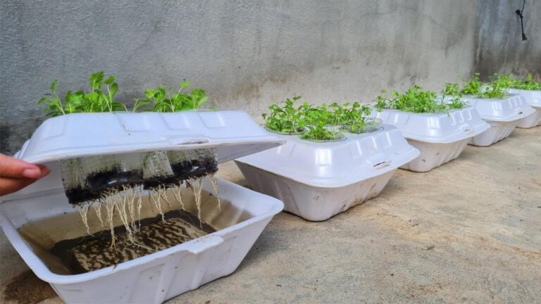 Questo semplice gesto trasforma un box in polistirolo in un giardino di coriandolo…