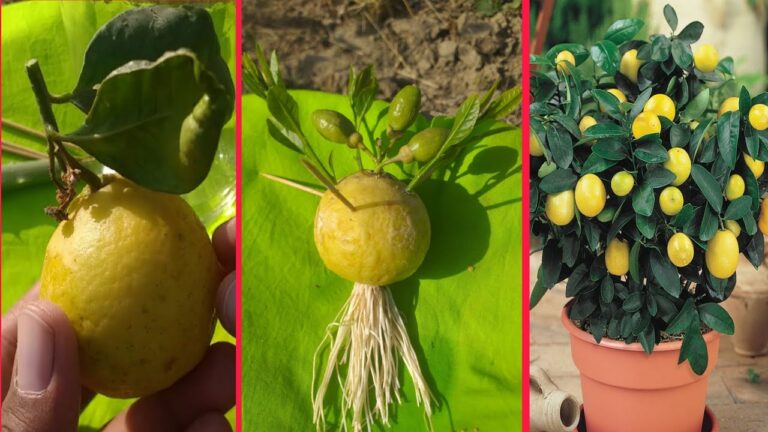 Scopri 5 semplici passi per coltivare limoni con successo!