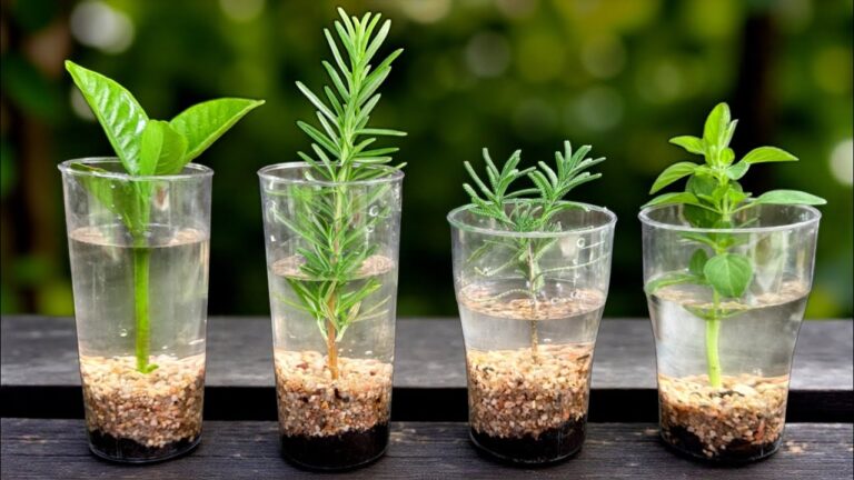 3 Tecniche per Accelerare l’Enraizamiento delle Piante in Acqua