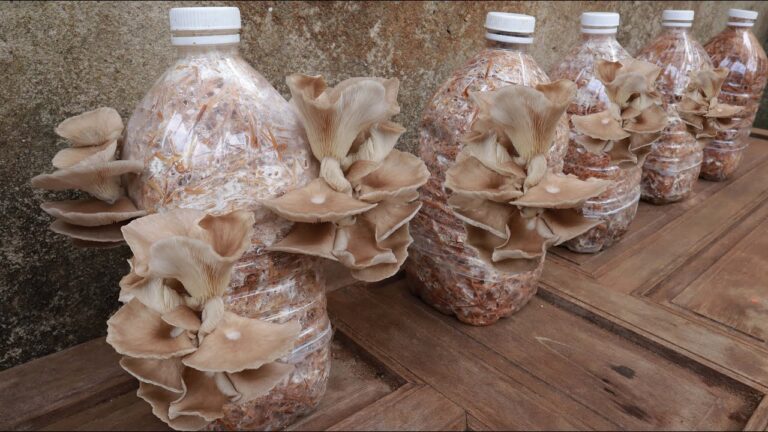 Scopri 5 passi per coltivare funghi abalone in casa e fare raccolti eccezionali!