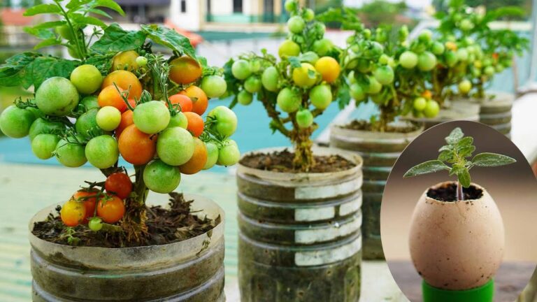 10 Semplici Passi per Coltivare Pomodori in Bottiglie di Plastica