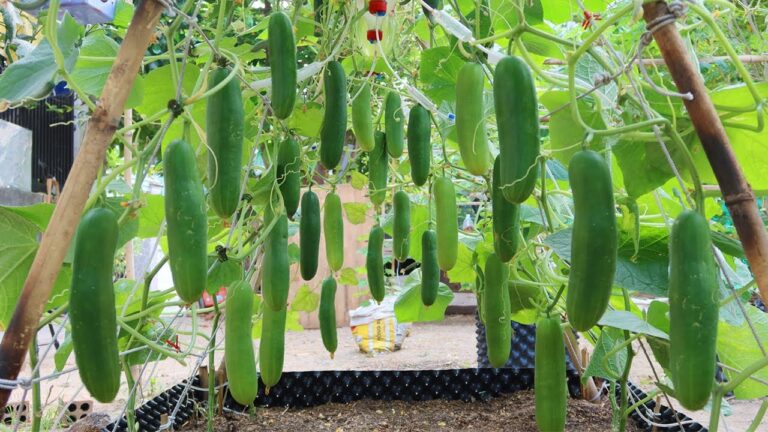 10 segreti per coltivare cetrioli verticali e ottenere un raccolto abbondante!