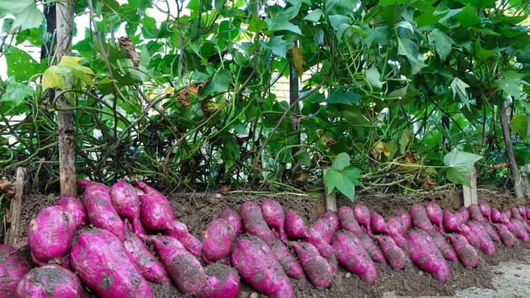 5 Modi Geniali per Coltivare Patate Dolci Verticalmente e Guadagnare Spazio!