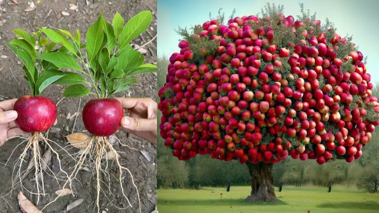 Scopri 5 tecniche uniche per coltivare alberi di mele da frutti!