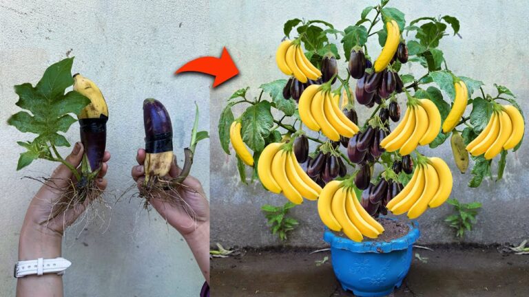 Scopri 5 trucchi per innestare le melanzane e ottenere abbondanza di frutti!
