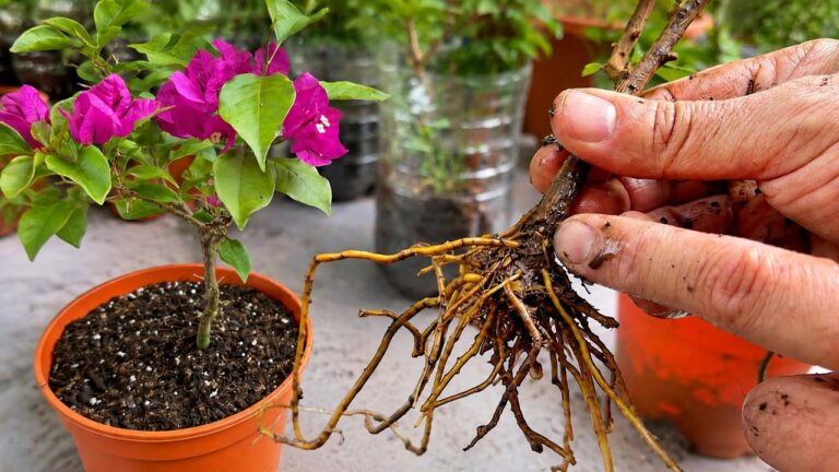 5 passi per radicare rami di buganvillea facilmente a casa tua!