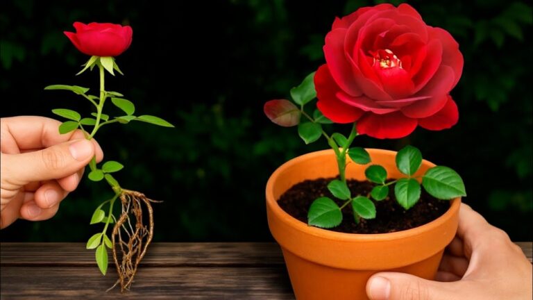 Moltiplica 7 varietà di rose in casa: facile e veloce! Scopri come farlo.
