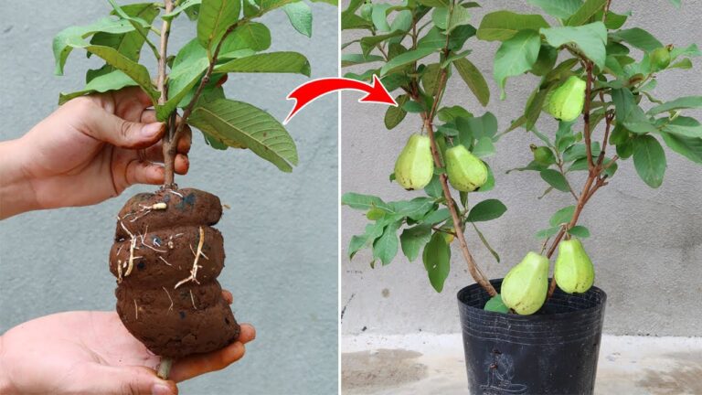 5 semplici passi per propagare il guava con Aloe vera ed avere piante rigogliose!