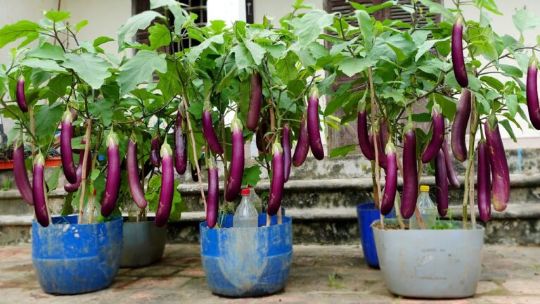 10 trucchi per far crescere melanzane più prolifiche di quanto immagini!