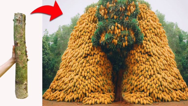 5 tecniche per innestare mango e ottenere frutti giganti in poco tempo