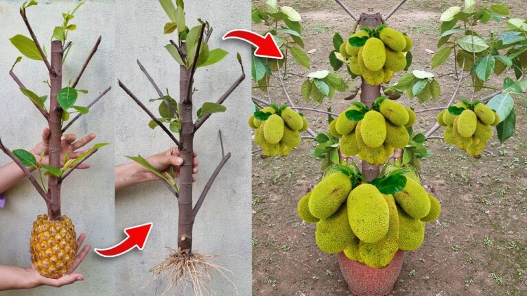 Scopri 5 tecniche uniche per far crescere il jackfruit nel tuo ananas con successo!