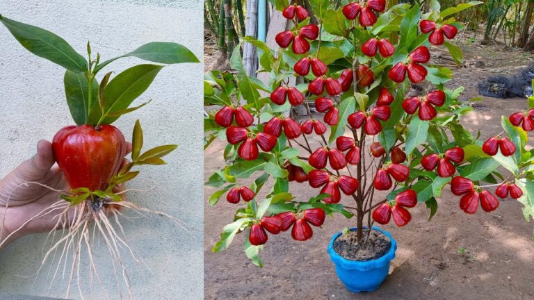 Sei tecniche per coltivare il melo giava: dall’Aloe Vera ai frutti!