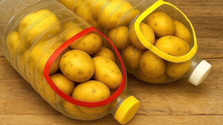 10 trucchi per conservare le patate fresche per un anno senza rovinarle!
