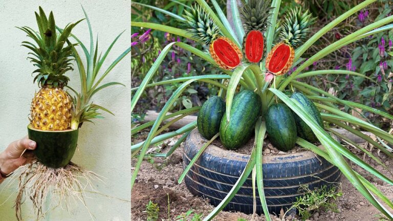Scopri 5 vantaggi sorprendenti del grafting di anguria e ananas!