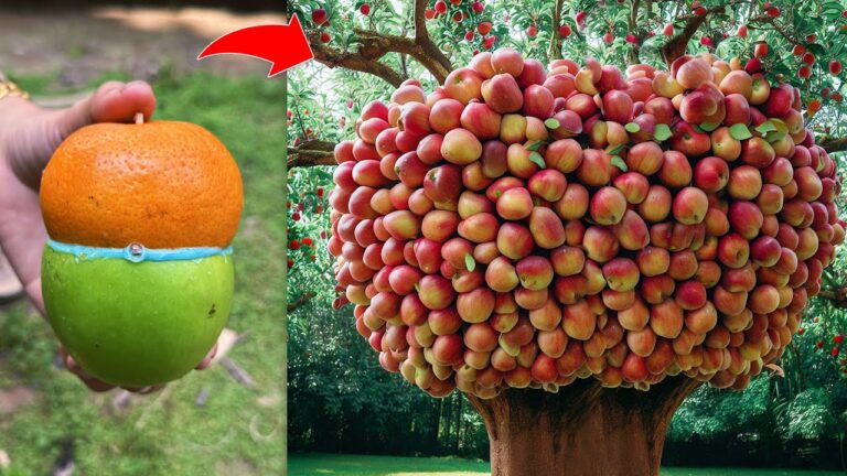 5 Passi per Innestare Mela e Arancio e Creare Frutti Sorprendenti!