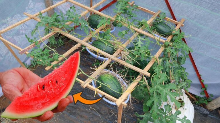 5 segreti per coltivare angurie rosse e succose a casa tua