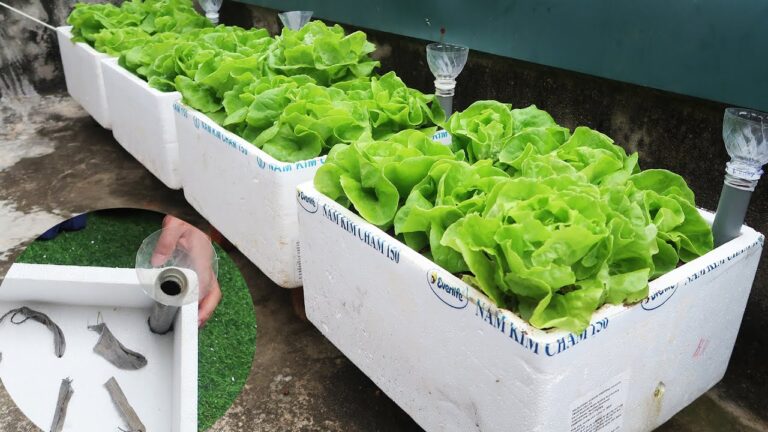 5 Passi per Creare un Giardino in Cassetta sul Tetto e Coltivare Verdure Facilmente