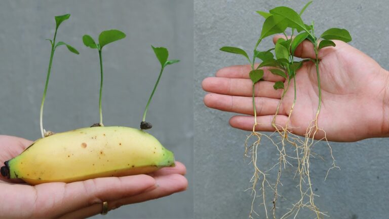 5 semplici passi per coltivare limoni e banane a casa tua!