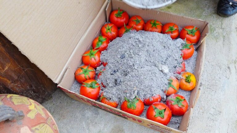 7 modi per conservare i pomodori freschi e usare le patate in dolci deliziosi