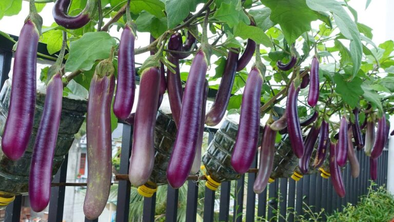 5 tecniche infallibili per coltivare melanzane in casa! Scopri di più!