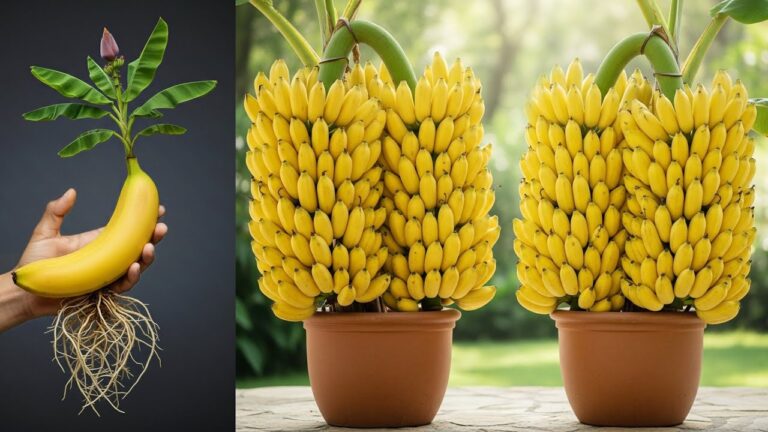 5 Passi per Propagare la Pianta di Banana con Successo al 100%