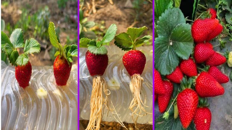 Scopri 5 passi per far crescere fragole in acqua con aglio!