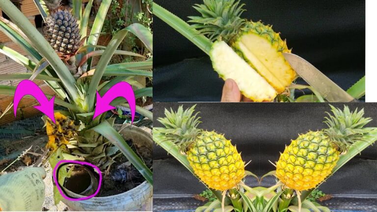 5 semplici passi per coltivare ananas in casa e ottenere frutti dolci!