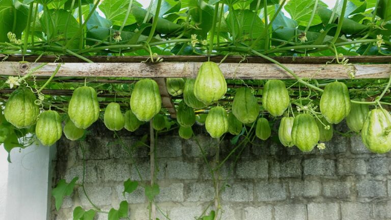 Scopri 5 segreti per far crescere il chayote in modo verticale!